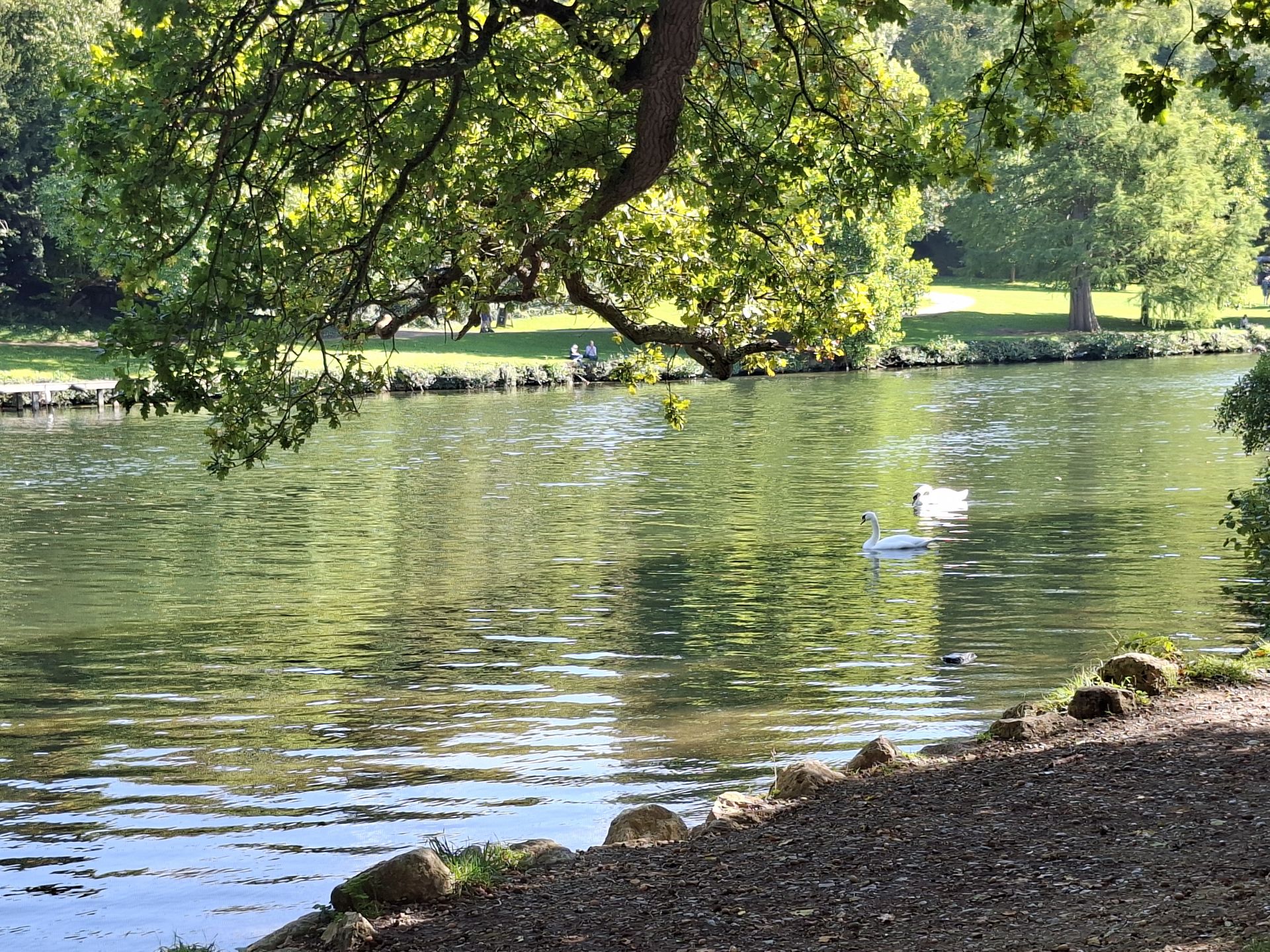 River through trees